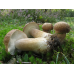 Мицелий Белого гриба дубового (Boletus quercicola)